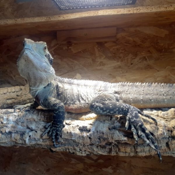 männliche Australische Wasseragame, Schlupf Juni 2021, Intellagama lesueurii