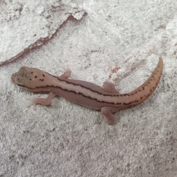 P&auml;rchen Australische Steingeckos, eigene Nachzucht, Schlupf Mai 2024, Diplodacytlus granariensis rex