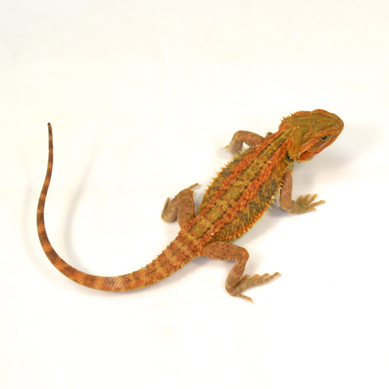 weibliche Farb-Bartagame, eigene Nachzucht, Schlupf Juni 2025, Pogona vitticeps – Bild 2