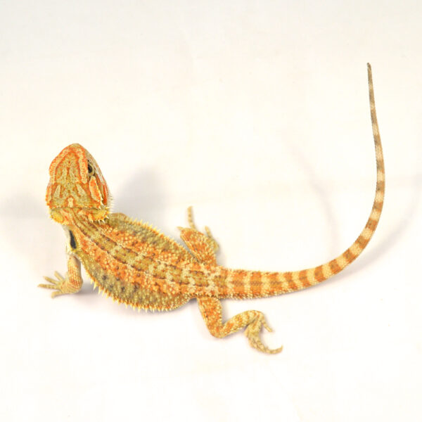 männliche Farb-Bartagame, eigene Nachzucht, Schlupf Juni 2025, Pogona vitticeps