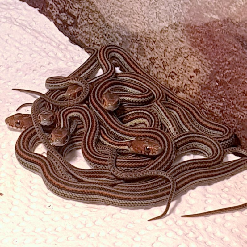 San Francisco-Strumpfbandnatter, eigene Nachzucht, Thamnophis sirtalis tetrataenia – Bild 2