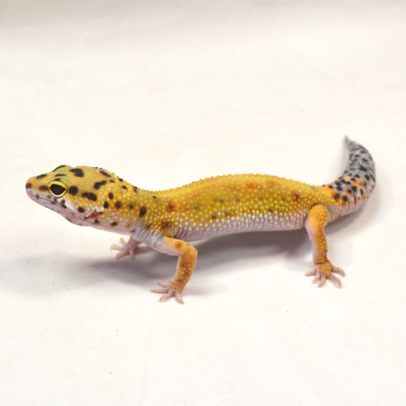 männlicher Leopardgecko, eigene Nachzucht, Schlupf Juni 2024, 36 g, 19 cm, Eublepharis macularius