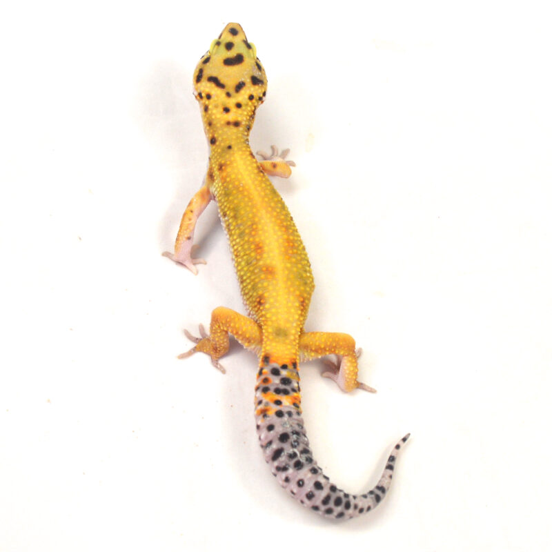 männlicher Leopardgecko, eigene Nachzucht, Schlupf Juni 2024, 36 g, 19 cm, Eublepharis macularius – Bild 2