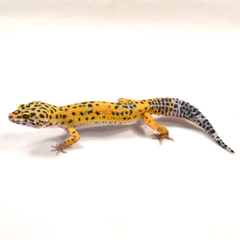 männlicher Leopardgecko, eigene Nachzucht, Schlupf Juni 2024, 36 g, 19 cm, Eublepharis macularius