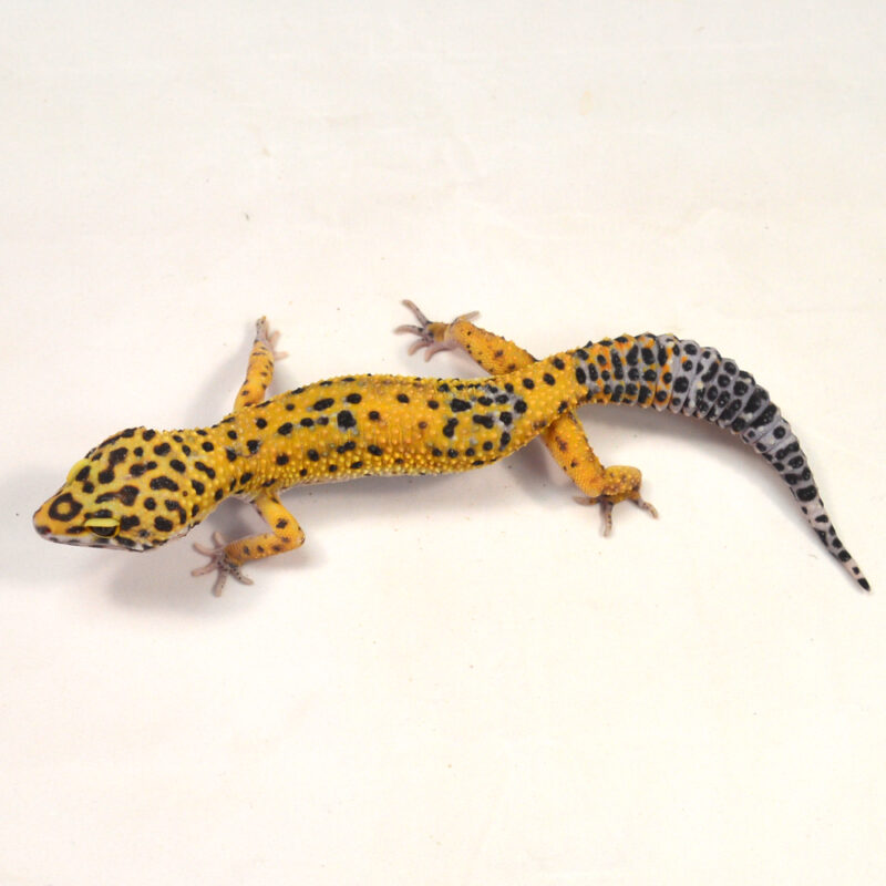 männlicher Leopardgecko, eigene Nachzucht, Schlupf Juni 2024, 36 g, 19 cm, Eublepharis macularius – Bild 3