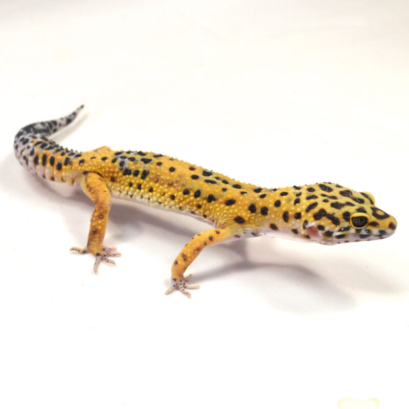 männlicher Leopardgecko, eigene Nachzucht, Schlupf Juni 2024, 36 g, 19 cm, Eublepharis macularius – Bild 2