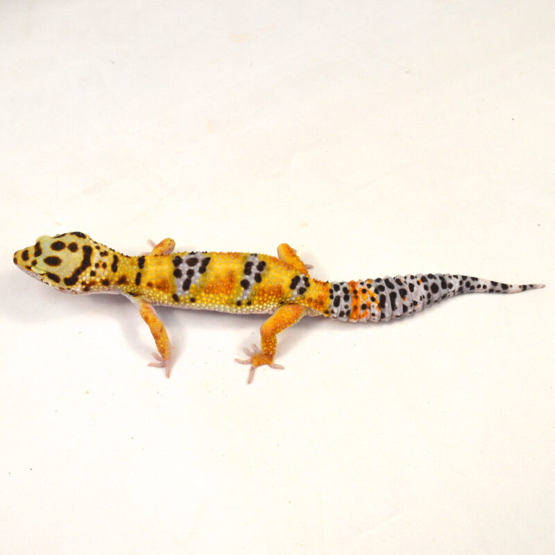 männlicher Leopardgecko, eigene Nachzucht, Schlupf Juni 2024, 38 g, 20 cm, Eublepharis macularius – Bild 2