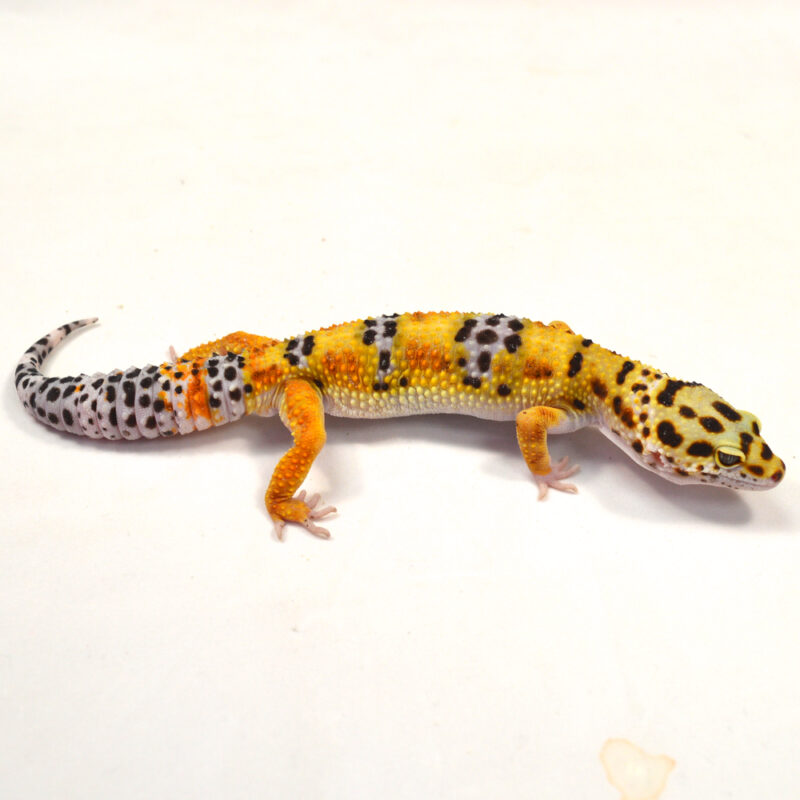 männlicher Leopardgecko, eigene Nachzucht, Schlupf Juni 2024, 38 g, 20 cm, Eublepharis macularius