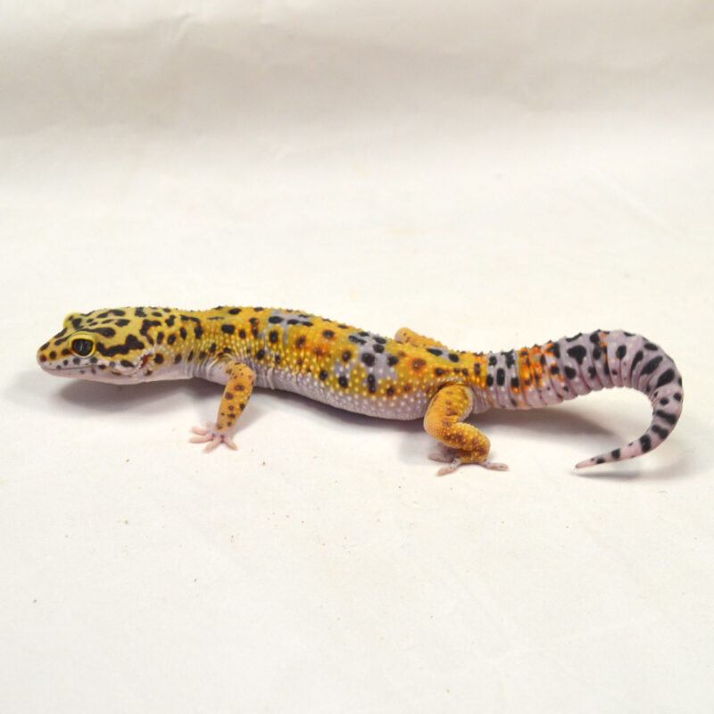 männlicher Leopardgecko, eigene Nachzucht, Schlupf Juni 2024, 45 g, 19 cm, Eublepharis macularius