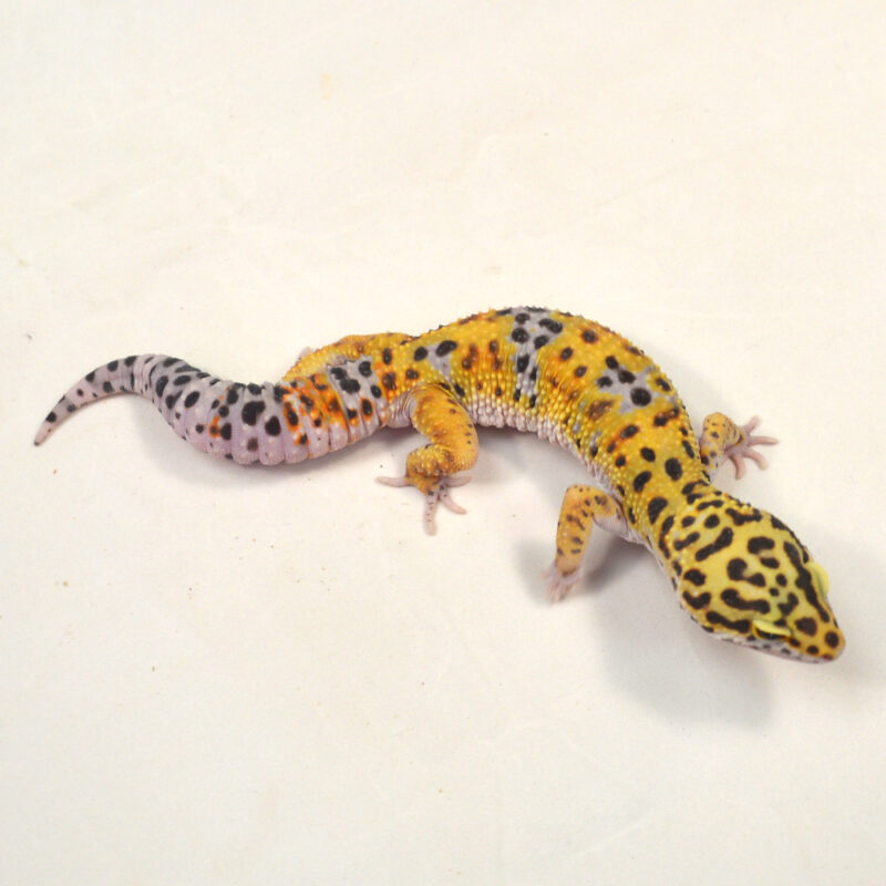 männlicher Leopardgecko, eigene Nachzucht, Schlupf Juni 2024, 45 g, 19 cm, Eublepharis macularius – Bild 3