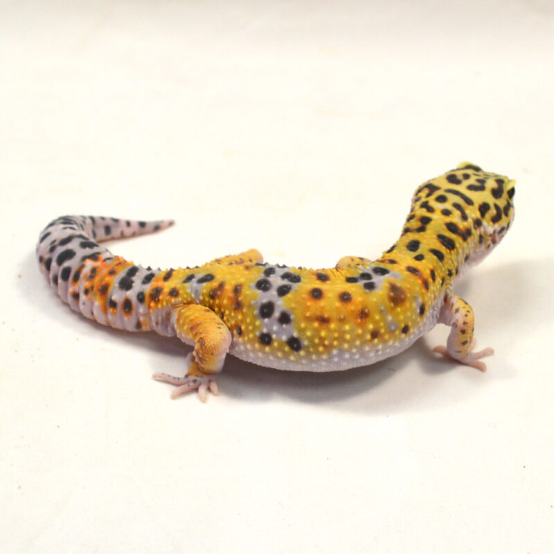 männlicher Leopardgecko, eigene Nachzucht, Schlupf Juni 2024, 45 g, 19 cm, Eublepharis macularius – Bild 2