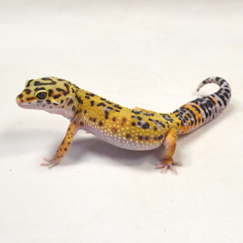 männlicher Leopardgecko, eigene Nachzucht, Schlupf Juni 2024, 31 g, 15 cm, Eublepharis macularius