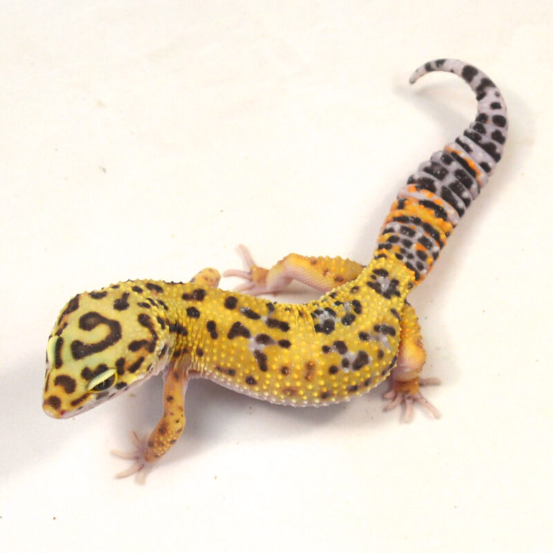 männlicher Leopardgecko, eigene Nachzucht, Schlupf Juni 2024, 31 g, 15 cm, Eublepharis macularius – Bild 2