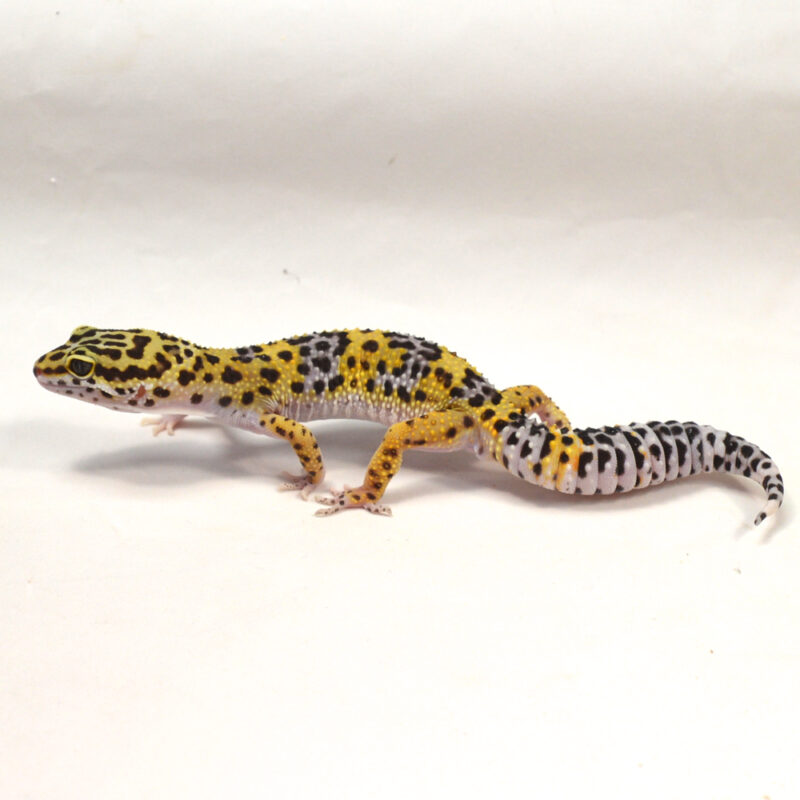 männlicher Leopardgecko, eigene Nachzucht, Schlupf Juni 2024, 34 g, 17 cm, Eublepharis macularius – Bild 3