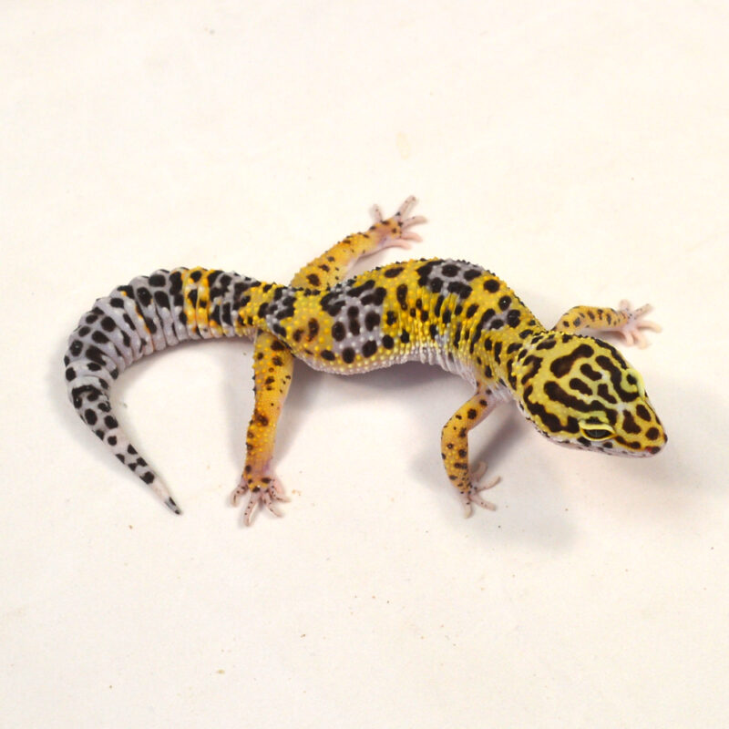 männlicher Leopardgecko, eigene Nachzucht, Schlupf Juni 2024, 34 g, 17 cm, Eublepharis macularius – Bild 2