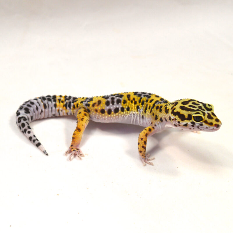 männlicher Leopardgecko, eigene Nachzucht, Schlupf Juni 2024, 34 g, 17 cm, Eublepharis macularius