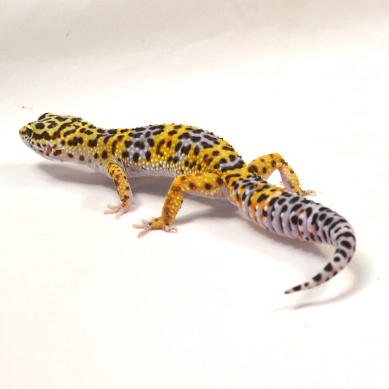 männlicher Leopardgecko, eigene Nachzucht, Schlupf Juni 2024, 34 g, 16 cm, Eublepharis macularius – Bild 3