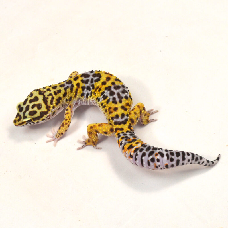 männlicher Leopardgecko, eigene Nachzucht, Schlupf Juni 2024, 34 g, 16 cm, Eublepharis macularius – Bild 2