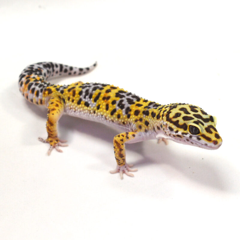 männlicher Leopardgecko, eigene Nachzucht, Schlupf Juni 2024, 34 g, 16 cm, Eublepharis macularius