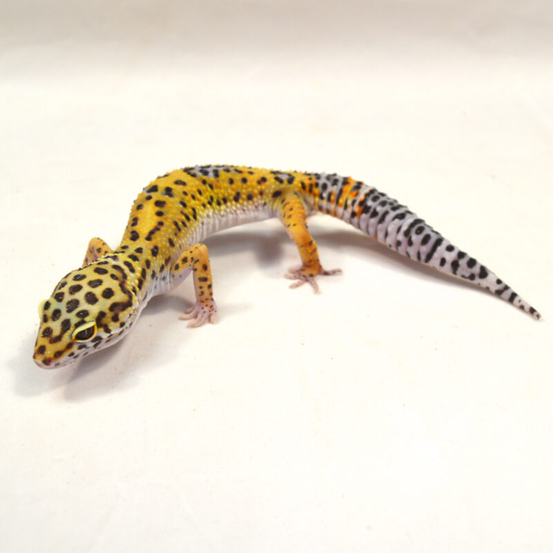 männlicher Leopardgecko, eigene Nachzucht, Schlupf Juni 2024, 32 g, 16 cm, Eublepharis macularius – Bild 3