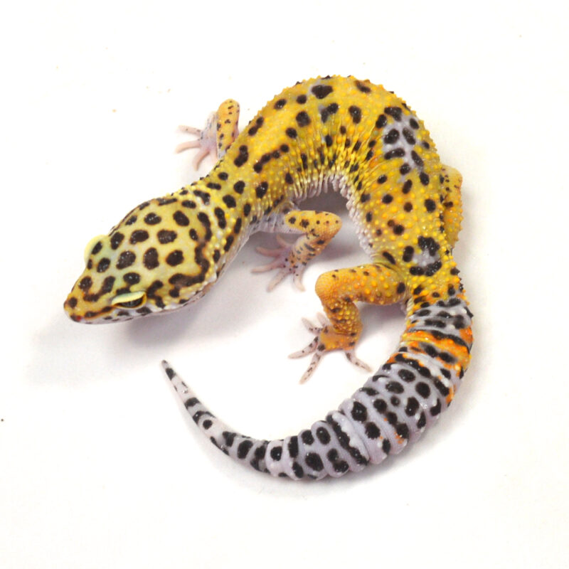 männlicher Leopardgecko, eigene Nachzucht, Schlupf Juni 2024, 32 g, 16 cm, Eublepharis macularius – Bild 2