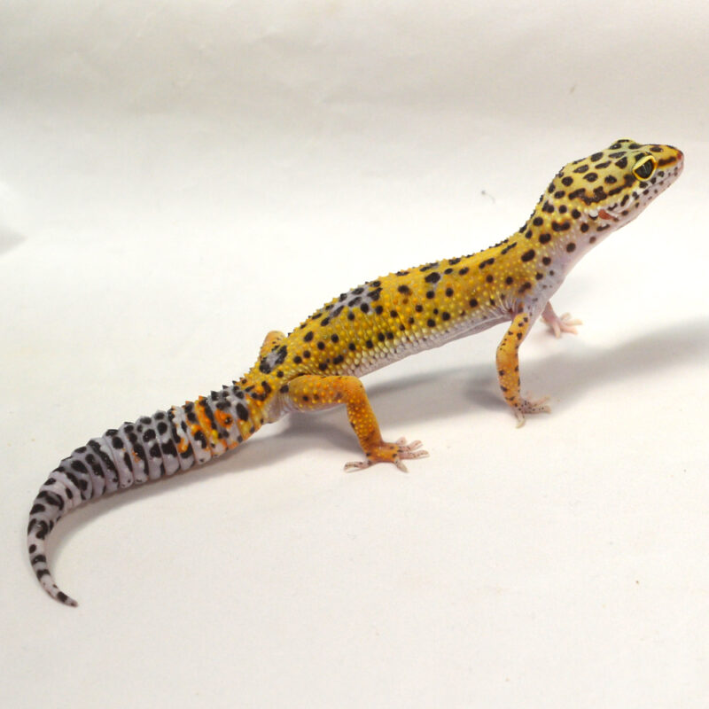 männlicher Leopardgecko, eigene Nachzucht, Schlupf Juni 2024, 32 g, 16 cm, Eublepharis macularius