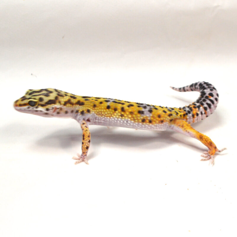 männlicher Leopardgecko, eigene Nachzucht, Schlupf Juni 2024, 33 g, 16 cm, Eublepharis macularius – Bild 3