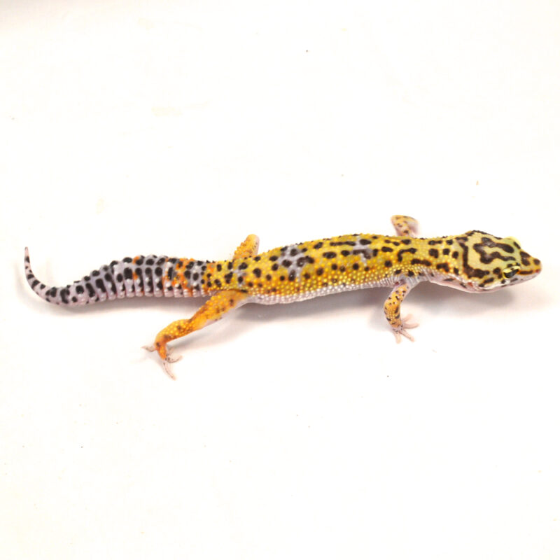 männlicher Leopardgecko, eigene Nachzucht, Schlupf Juni 2024, 33 g, 16 cm, Eublepharis macularius – Bild 2