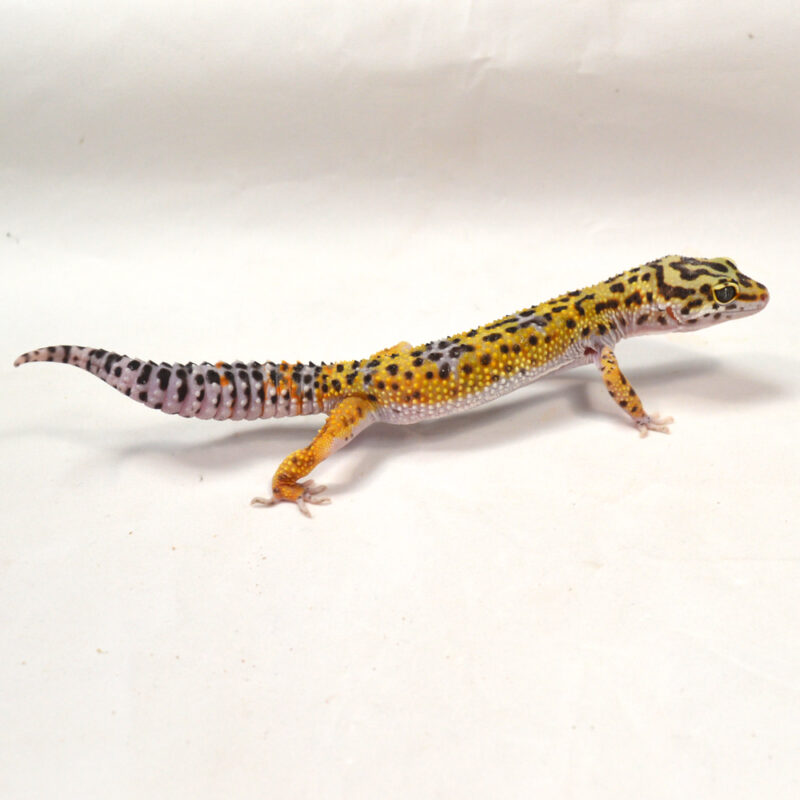 männlicher Leopardgecko, eigene Nachzucht, Schlupf Juni 2024, 33 g, 16 cm, Eublepharis macularius