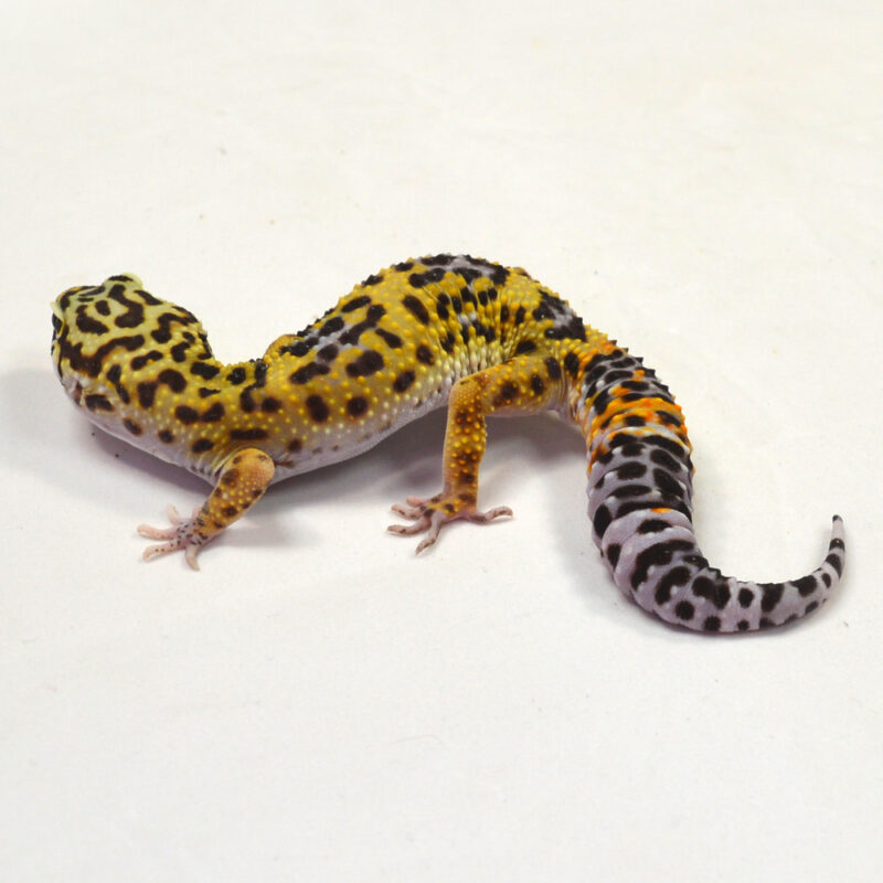 männlicher Leopardgecko, eigene Nachzucht, Schlupf Juni 2024, 34 g, 17 cm, Eublepharis macularius – Bild 3