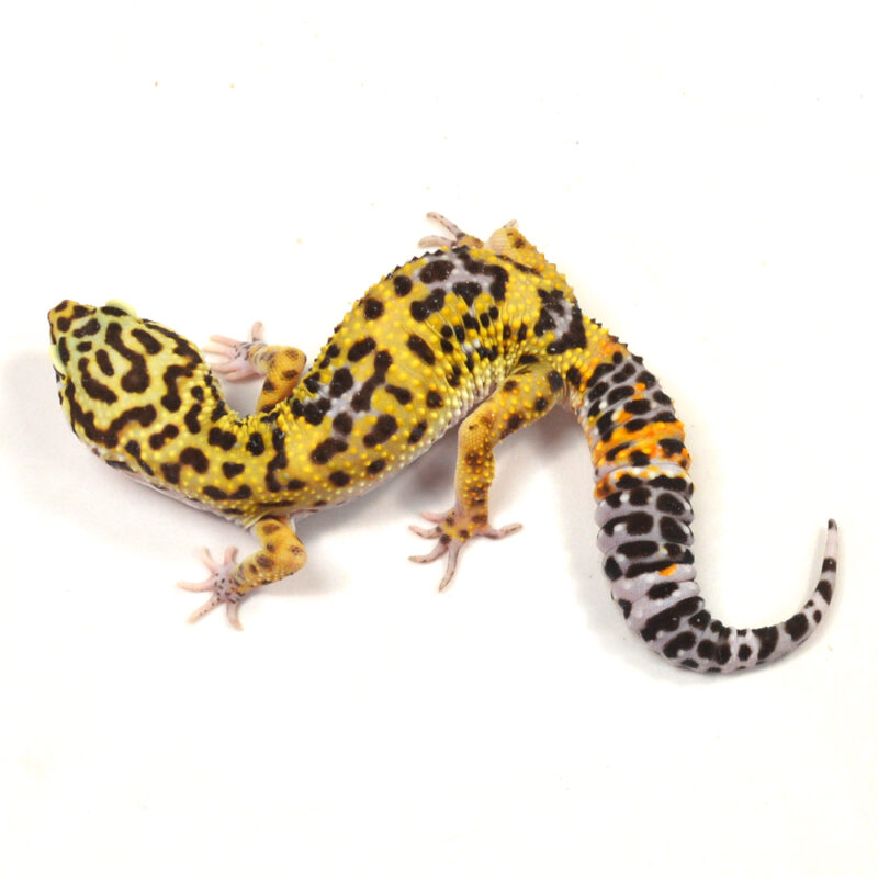 männlicher Leopardgecko, eigene Nachzucht, Schlupf Juni 2024, 34 g, 17 cm, Eublepharis macularius – Bild 2