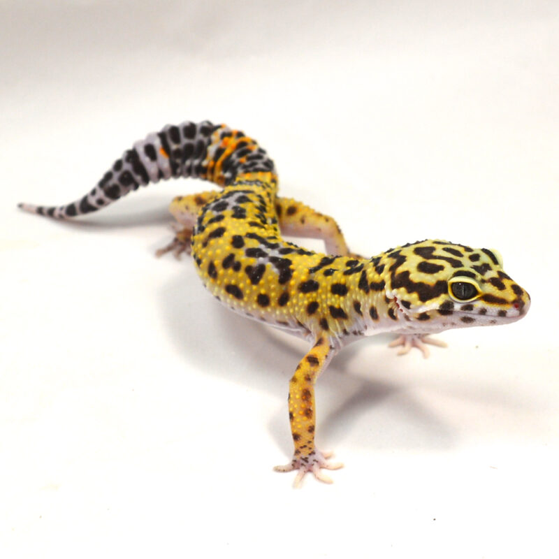 männlicher Leopardgecko, eigene Nachzucht, Schlupf Juni 2024, 34 g, 17 cm, Eublepharis macularius