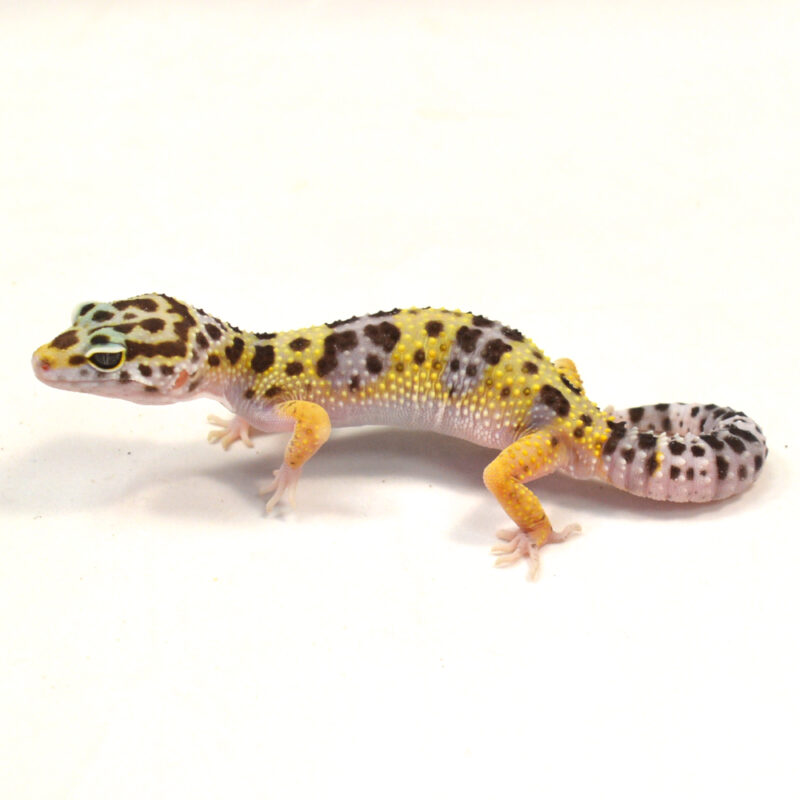 männlicher Leopardgecko, eigene Nachzucht, Schlupf Juli 2024, 20 g, 13 cm, Eublepharis macularius