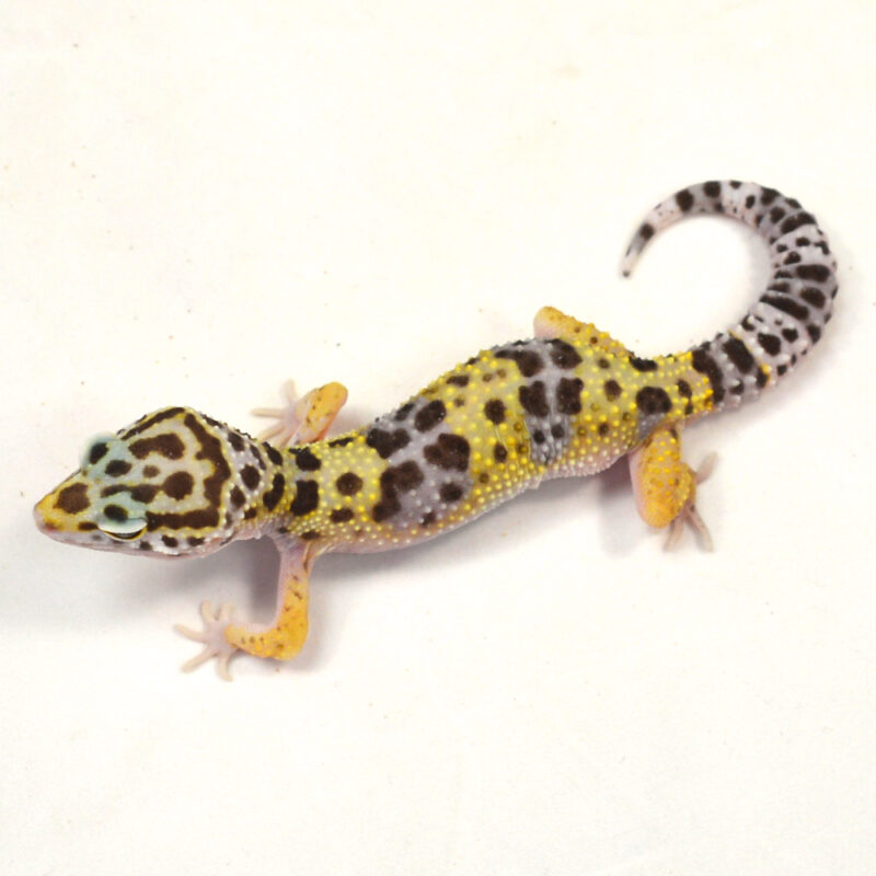 männlicher Leopardgecko, eigene Nachzucht, Schlupf Juli 2024, 20 g, 13 cm, Eublepharis macularius – Bild 3