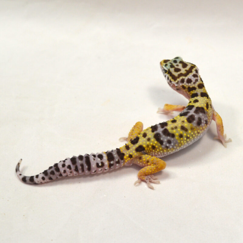 männlicher Leopardgecko, eigene Nachzucht, Schlupf Juli 2024, 20 g, 13 cm, Eublepharis macularius – Bild 2