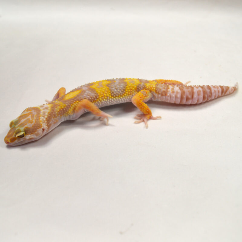 männlicher Leopardgecko, eigene Nachzucht, Schlupf Juni 2024, 30 g, 15 cm, Eublepharis macularius – Bild 3