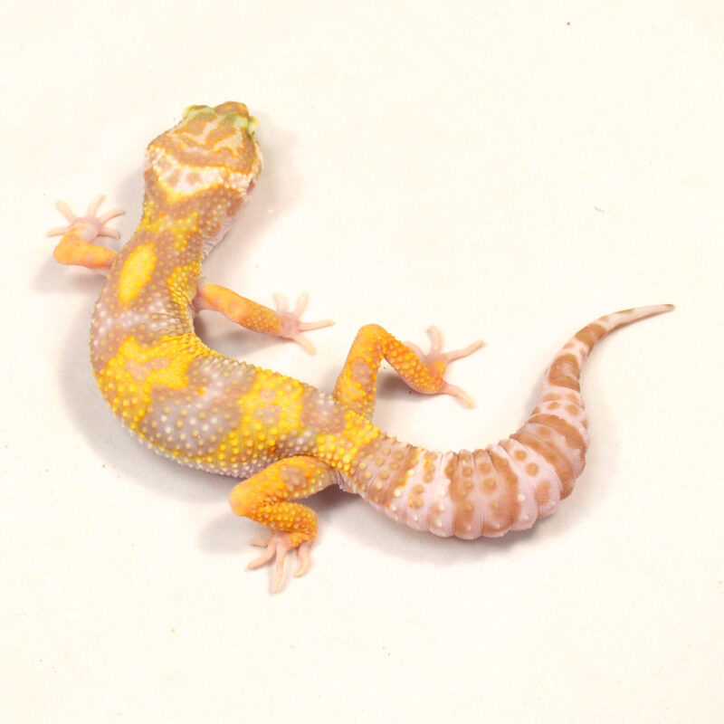 männlicher Leopardgecko, eigene Nachzucht, Schlupf Juni 2024, 30 g, 15 cm, Eublepharis macularius – Bild 2