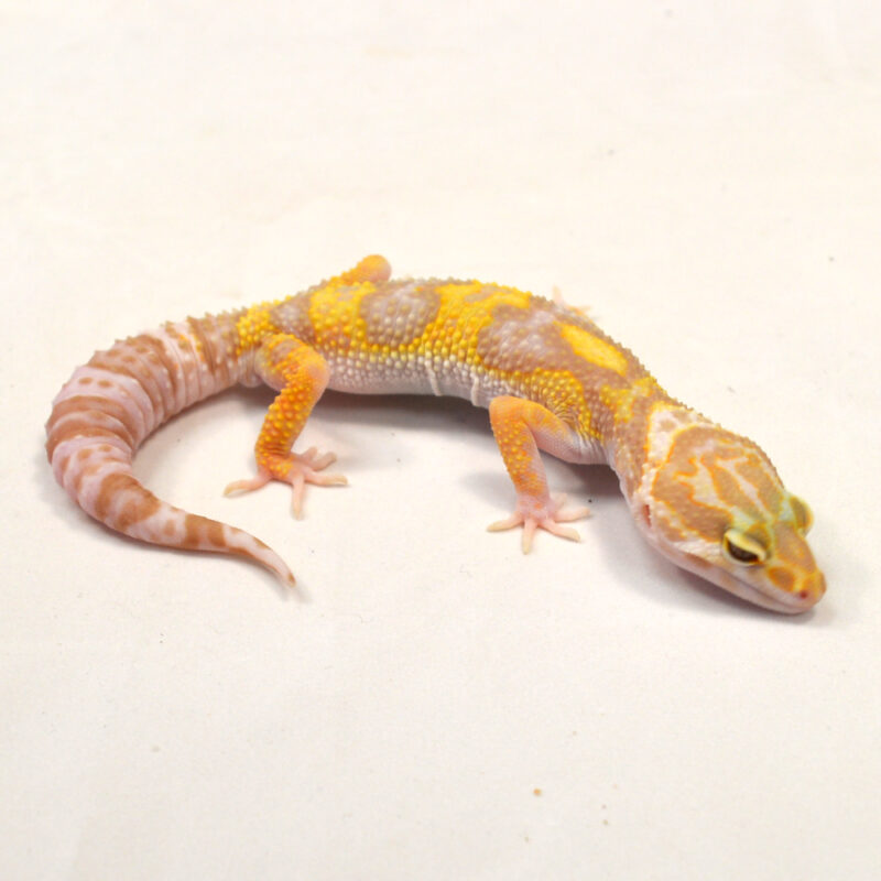 männlicher Leopardgecko, eigene Nachzucht, Schlupf Juni 2024, 30 g, 15 cm, Eublepharis macularius