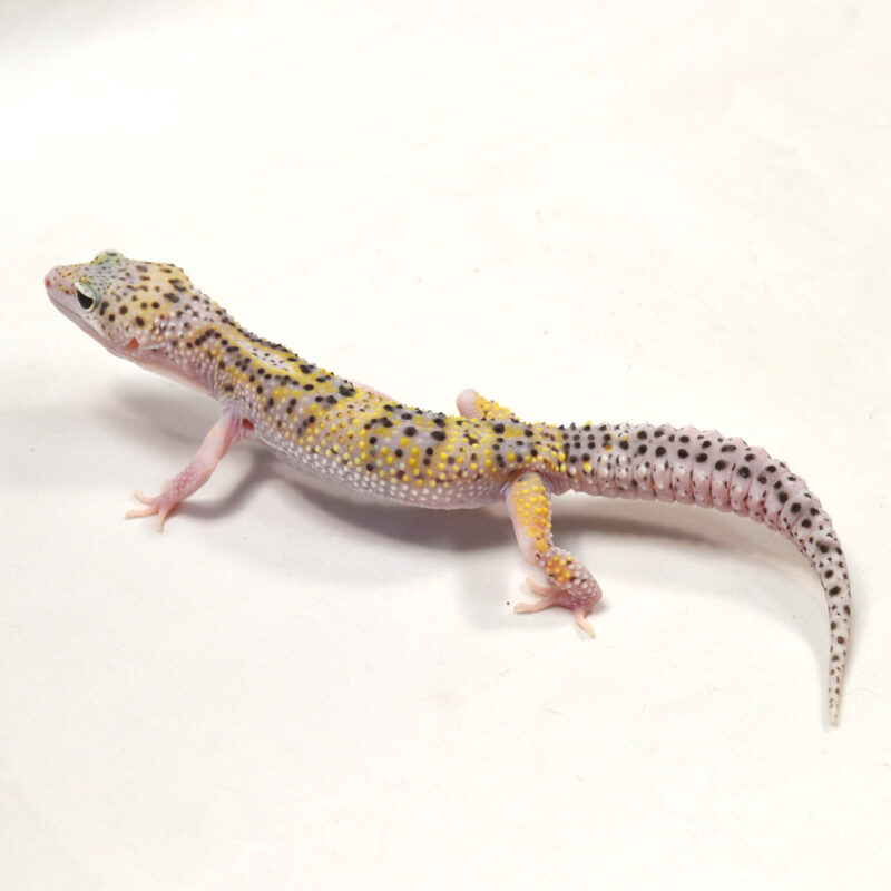 männlicher Leopardgecko, eigene Nachzucht, Schlupf Juni 2024, 29 g, 15 cm, Eublepharis macularius