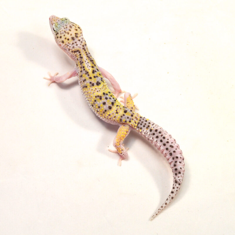 männlicher Leopardgecko, eigene Nachzucht, Schlupf Juni 2024, 29 g, 15 cm, Eublepharis macularius – Bild 3