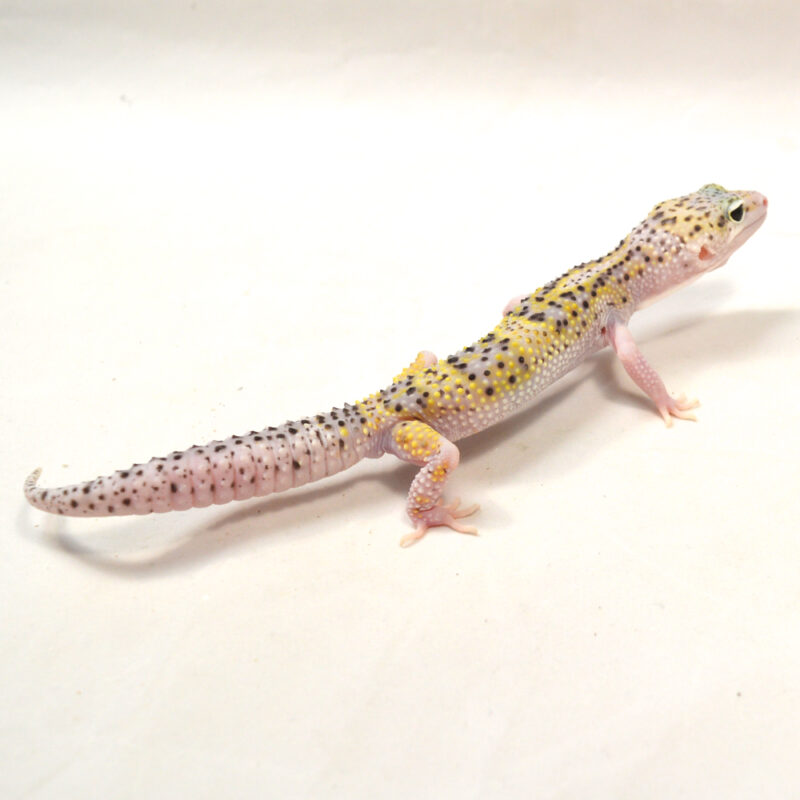 männlicher Leopardgecko, eigene Nachzucht, Schlupf Juni 2024, 29 g, 15 cm, Eublepharis macularius – Bild 2