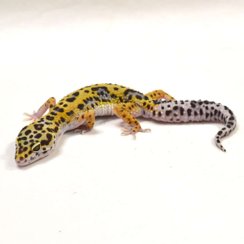 männlicher Leopardgecko, eigene Nachzucht, Schlupf Juni 2024, 29 g, 17 cm, Eublepharis macularius