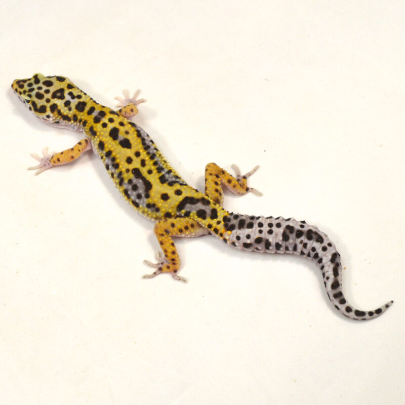 männlicher Leopardgecko, eigene Nachzucht, Schlupf Juni 2024, 29 g, 17 cm, Eublepharis macularius – Bild 3