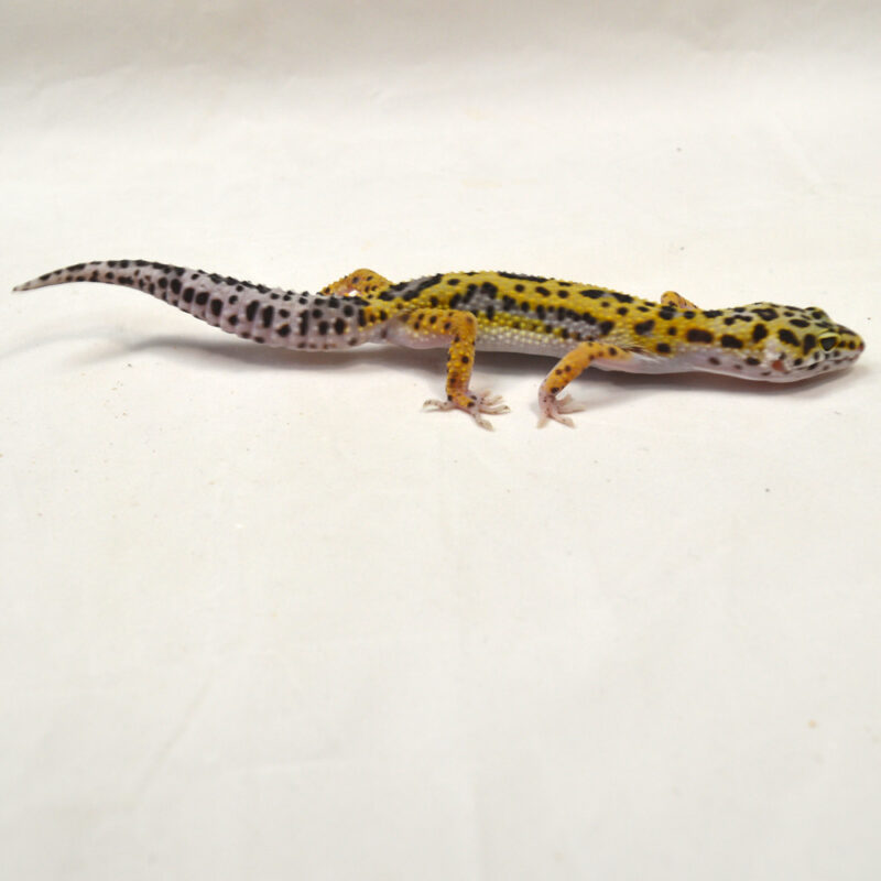 männlicher Leopardgecko, eigene Nachzucht, Schlupf Juni 2024, 29 g, 17 cm, Eublepharis macularius – Bild 2