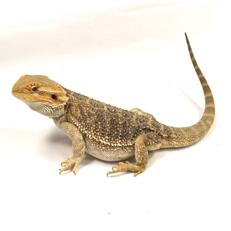 weibliche Farb-Bartagame, eigene Nachzucht, Schlupf Mai 2024, 32 cm, 222 g, Pogona vitticeps