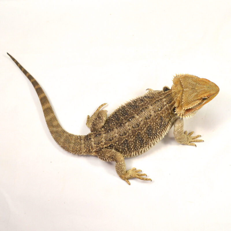 weibliche Farb-Bartagame, eigene Nachzucht, Schlupf Mai 2024, 32 cm, 222 g, Pogona vitticeps – Bild 2