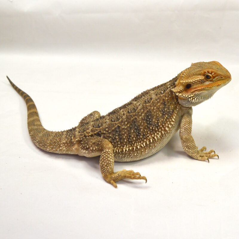 weibliche Farb-Bartagame, eigene Nachzucht, Schlupf Mai 2024, 32 cm, 222 g, Pogona vitticeps – Bild 3