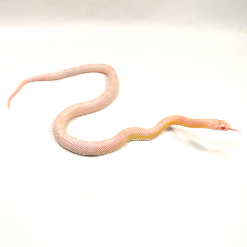 weibliche Kornnatter - Snow Motley, Schlupf September 2024, 27 g, 37 cm, Pantherophis guttatus