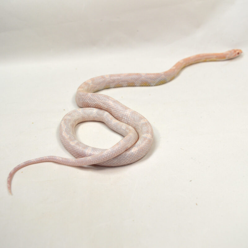 männliche Kornnatter, Snow Motley, Schlupf Mai 2024, 56 g, 60 cm, Pantherophis guttatus – Bild 3