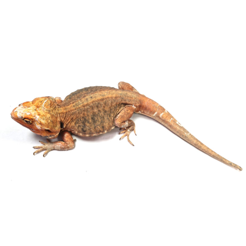 männliche Farb-Bartagame *Silkback*, eigene Nachzucht, Schlupf Juli 2022, 36 cm, 325 g, Pogona vitticeps – Bild 2